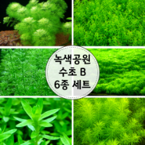 녹색공원수초B 6종세트